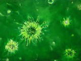Don't Panic! (It's Beauty) 2020, Acryl auf Leinwand, 50 x 70 cm